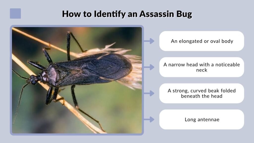 How to Identify an Assassin Bug