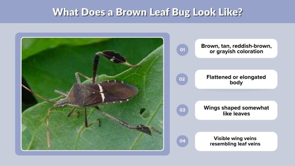 What Does a Brown Leaf Bug Look Like?