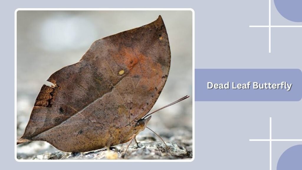Dead Leaf Butterfly