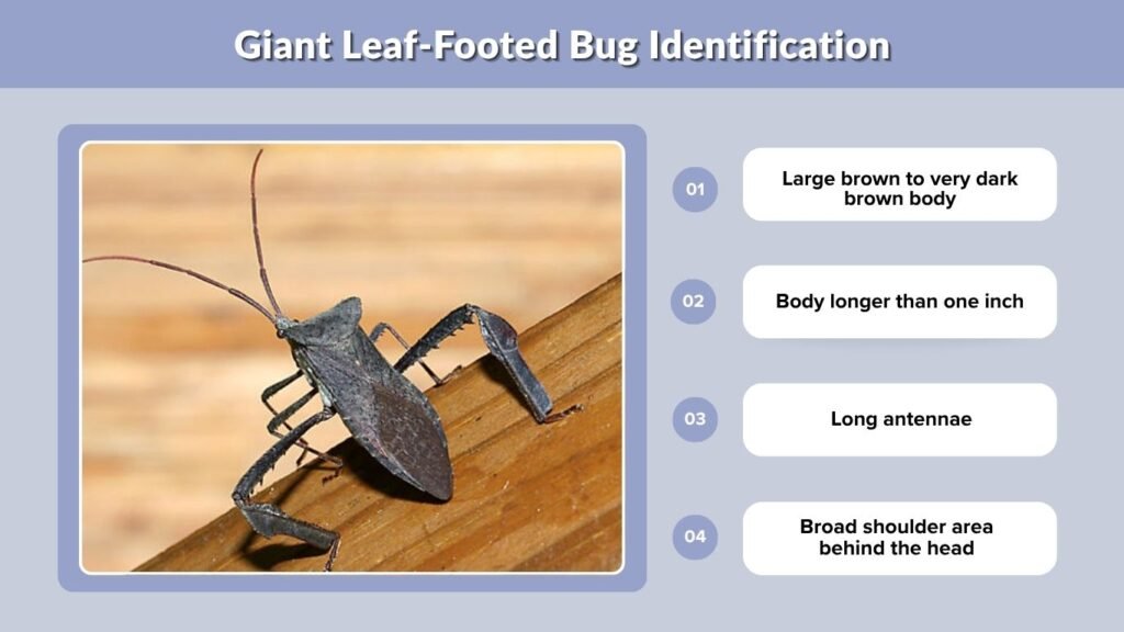 Giant Leaf-Footed Bug Identification