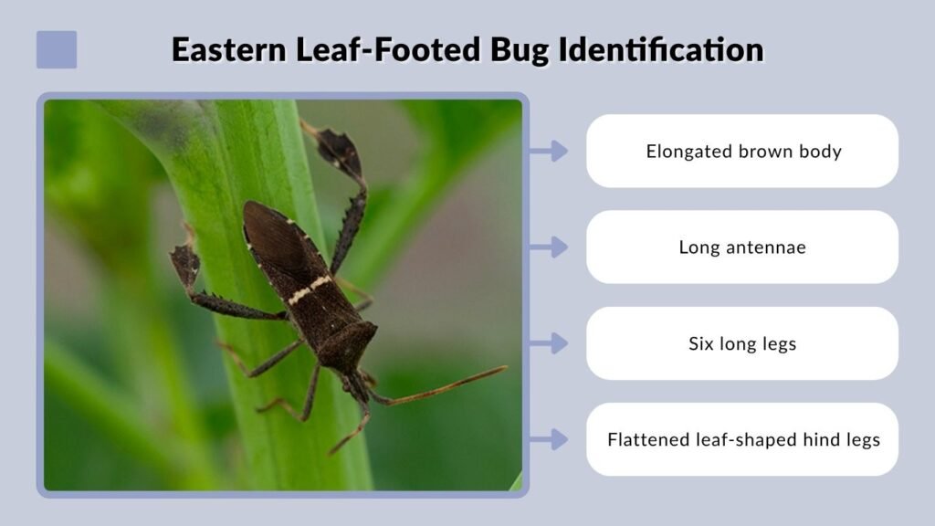 Eastern Leaf-Footed Bug Identification