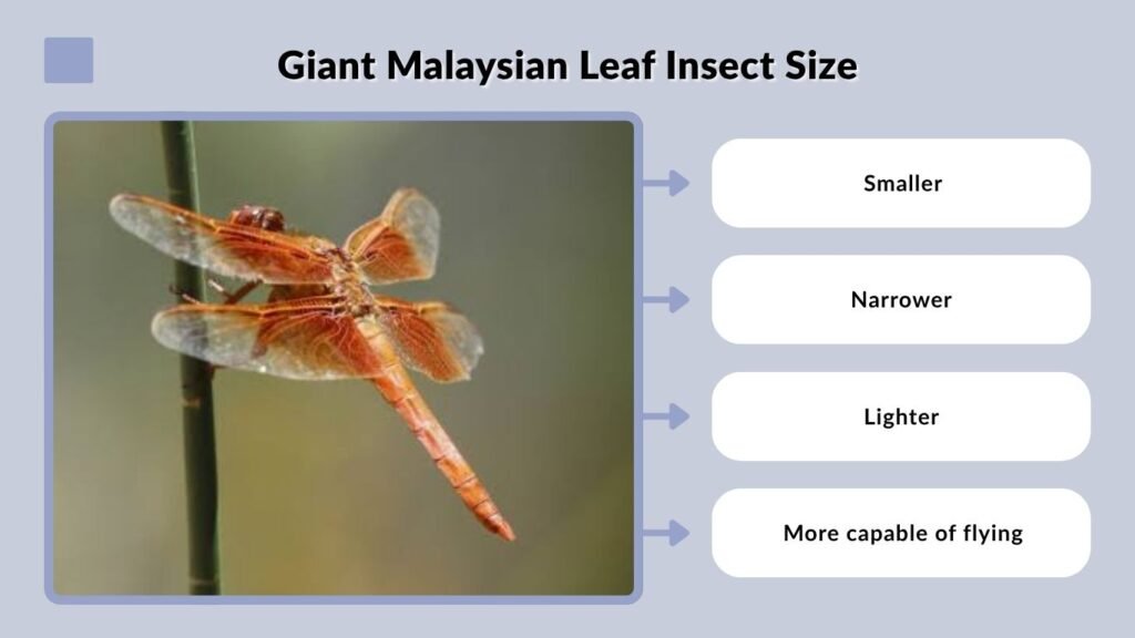 Giant Malaysian Leaf Insect Size