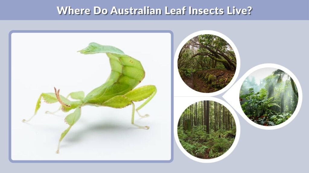 Where Do Australian Leaf Insects Live?