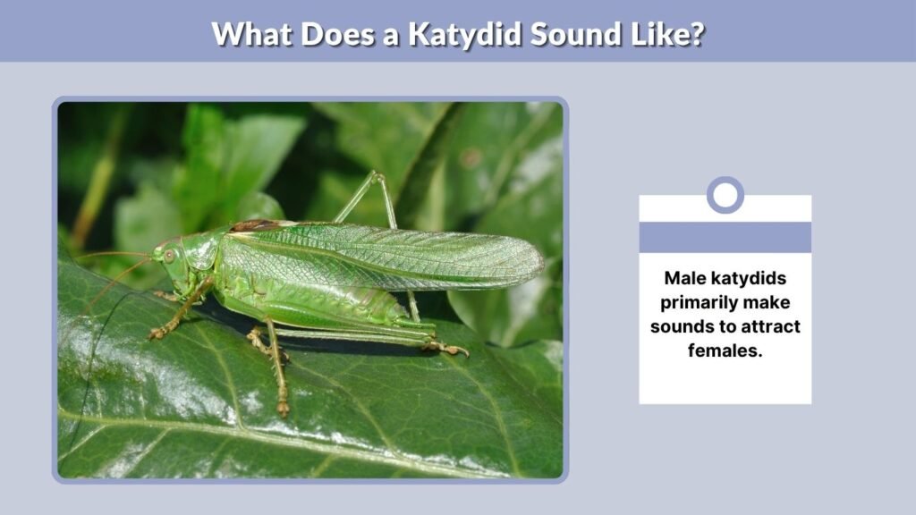 What Does a Katydid Sound Like?