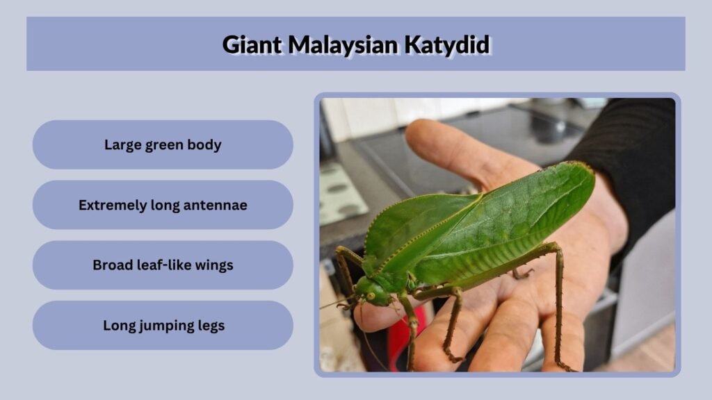Giant Malaysian Katydid