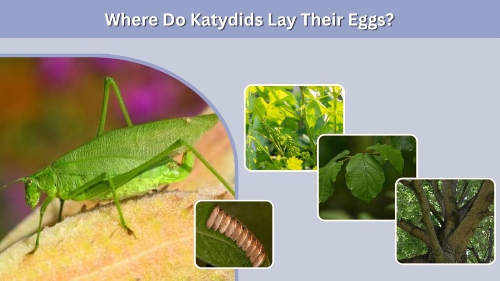 Where Do Katydids Lay Their Eggs?