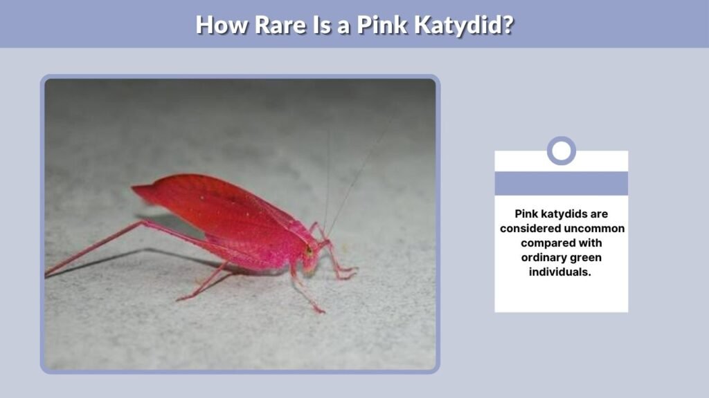 How Rare Is a Pink Katydid?