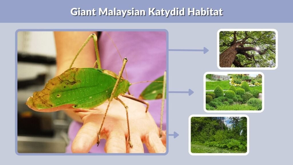 Giant Malaysian Katydid Habitat