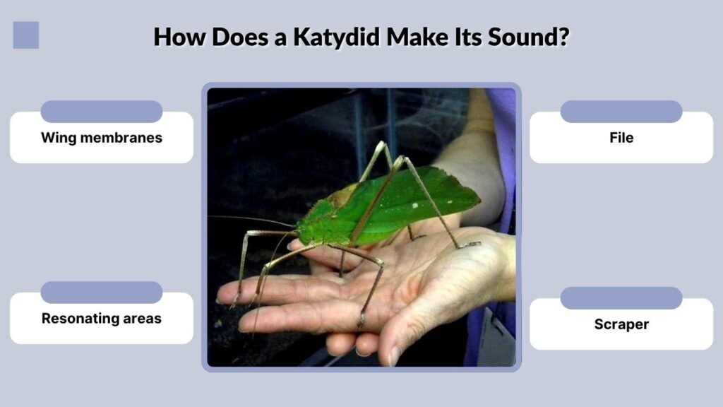 How Does a Katydid Make Its Sound?