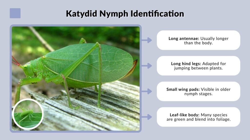 Katydid Nymph Identification