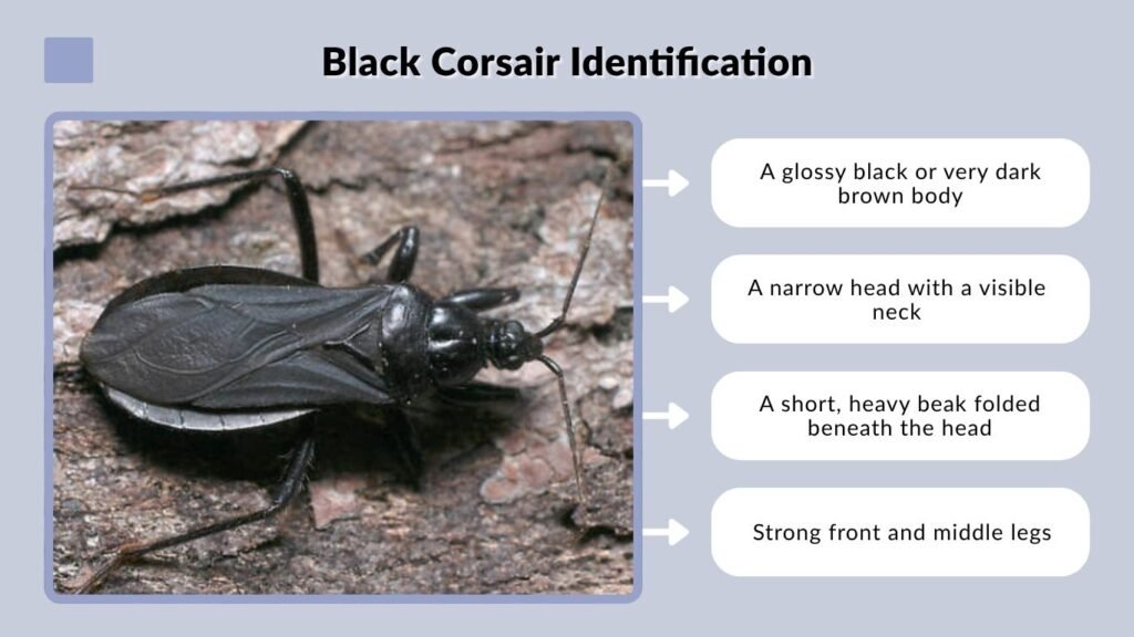 Black Corsair Identification