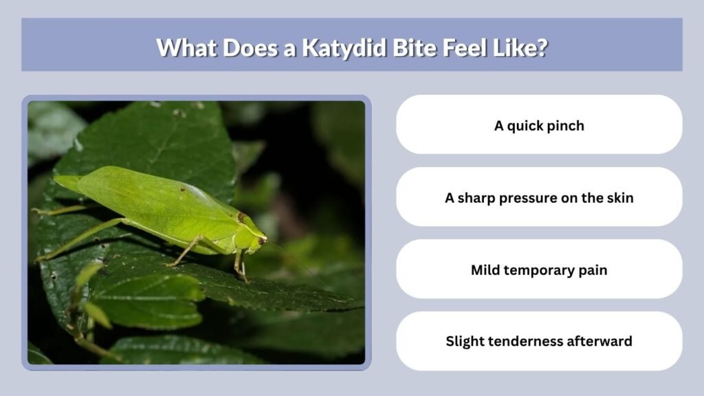 What Does a Katydid Bite Feel Like?