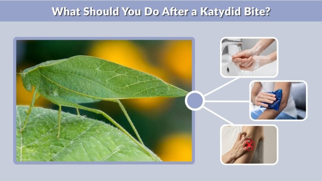 What Should You Do After a Katydid Bite?