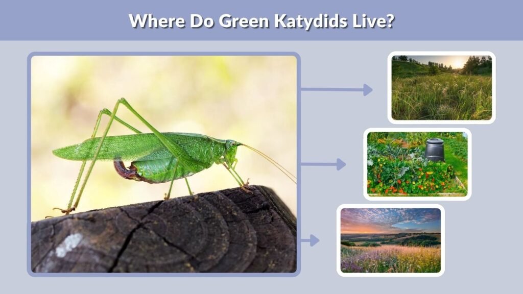 Where Do Green Katydids Live?