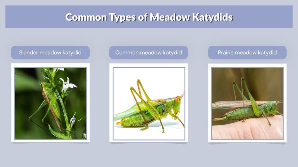 Common Types of Meadow Katydids