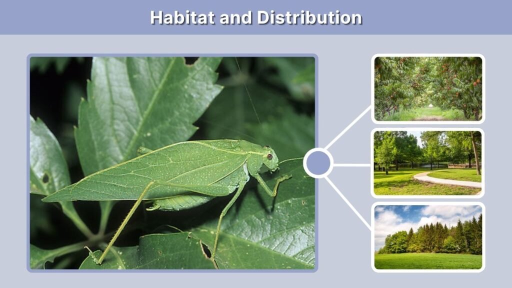 Habitat and Distribution