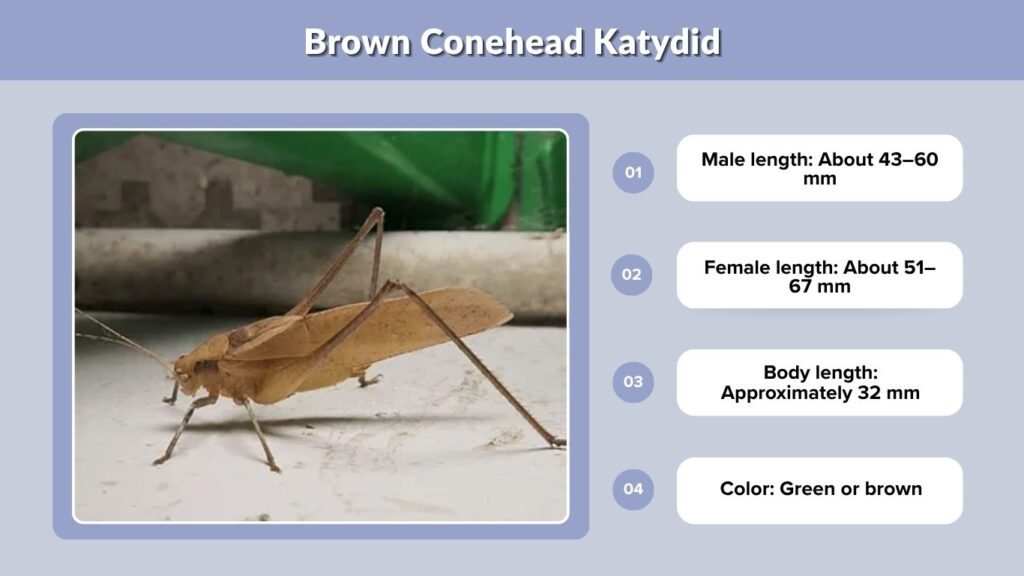 Brown Conehead Katydid