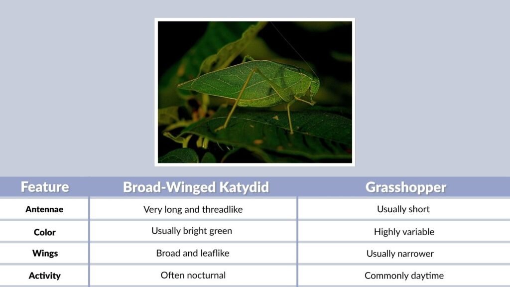 How Big Is a Broad-Winged Katydid?