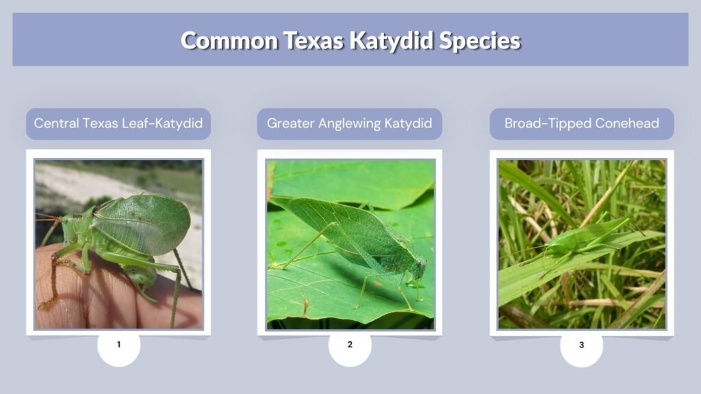 Common Texas Katydid Species