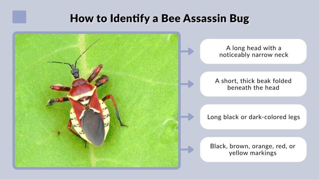 How to Identify a Bee Assassin Bug