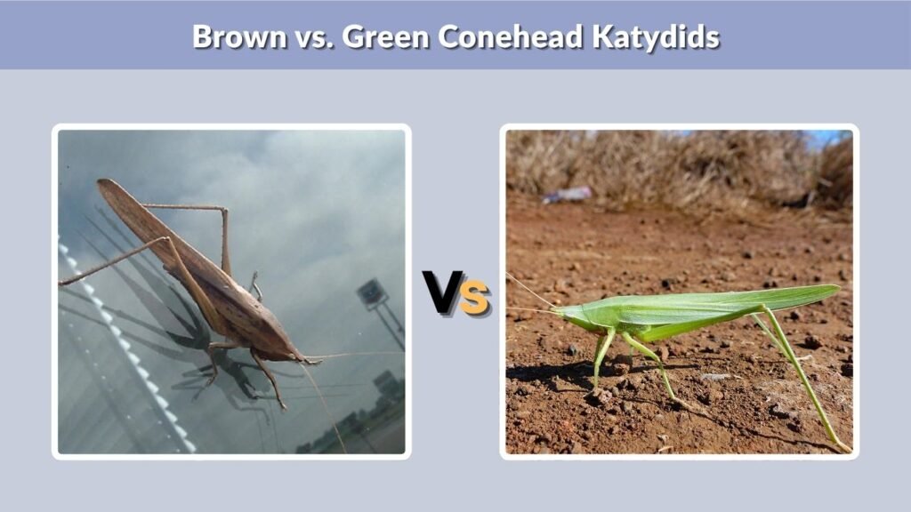 Brown vs. Green Conehead Katydids