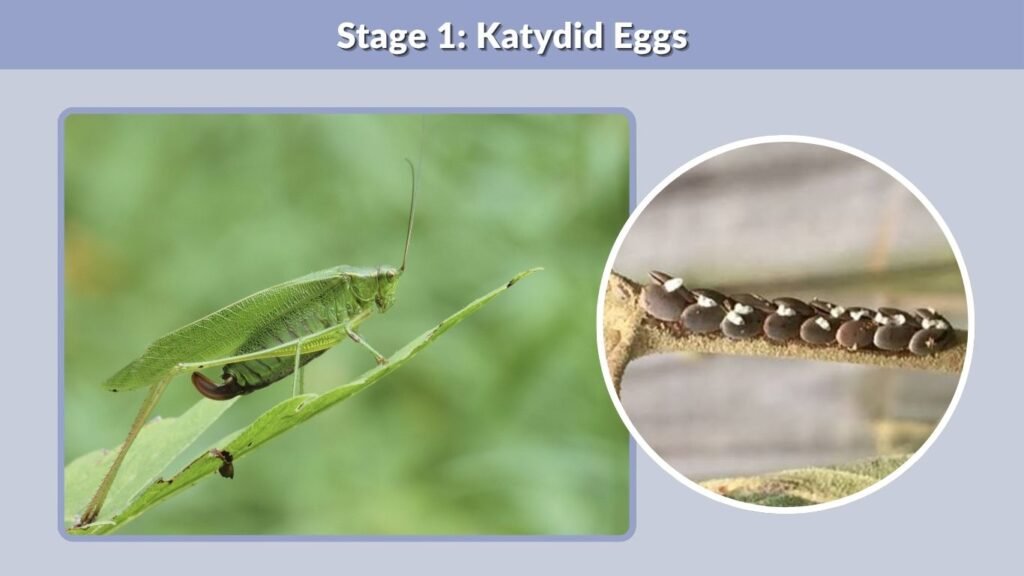 Stage 1: Katydid Eggs