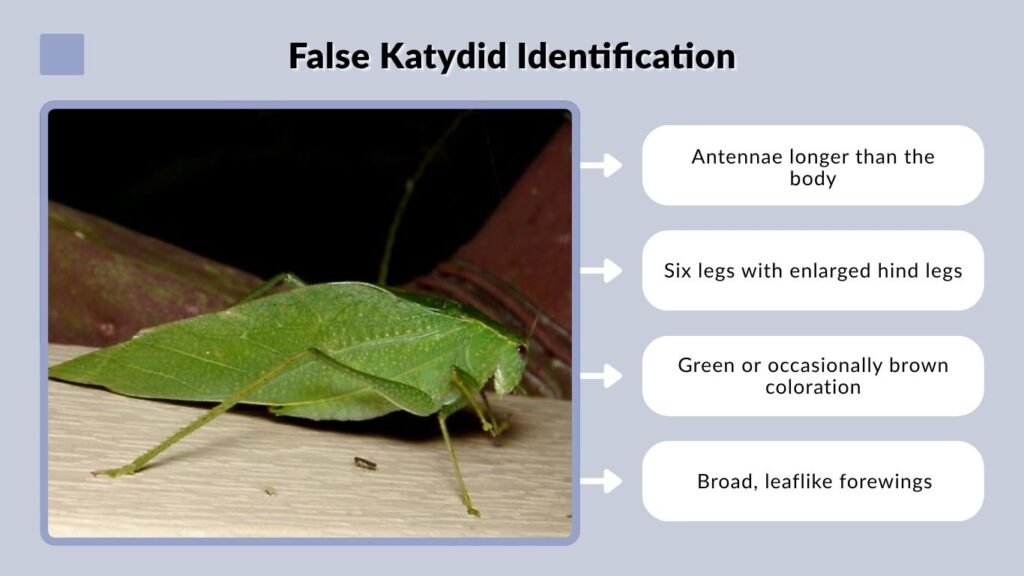 False Katydid Identification