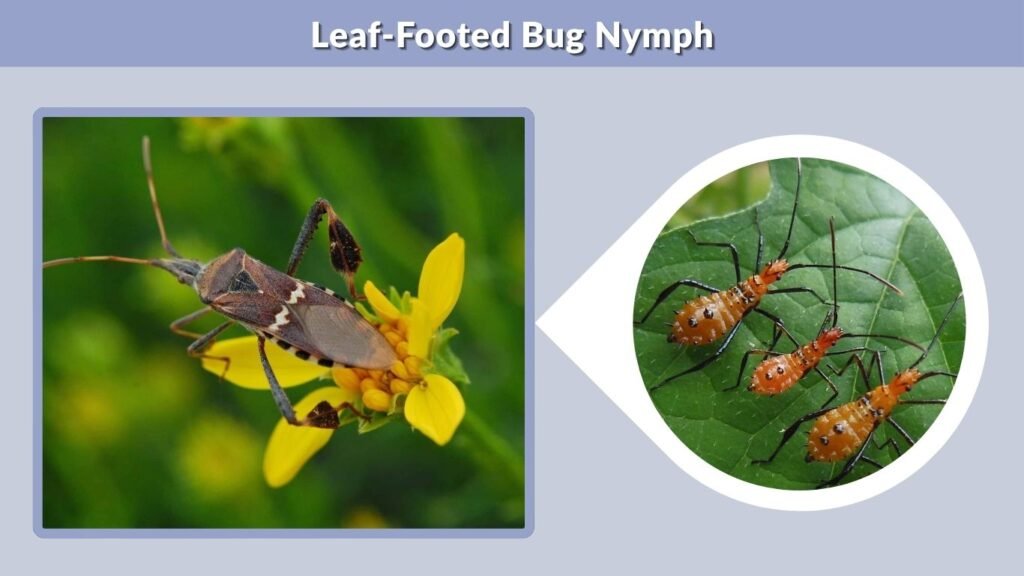 Leaf-Footed Bug Nymph