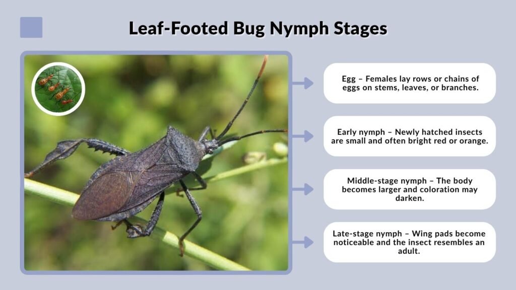 Leaf-Footed Bug Nymph Stages
