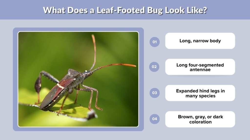What Does a Leaf-Footed Bug Look Like?