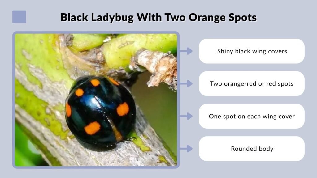 Black Ladybug With Two Orange Spots