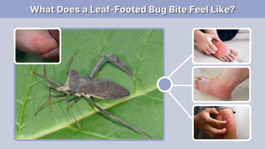What Does a Leaf-Footed Bug Bite Feel Like?