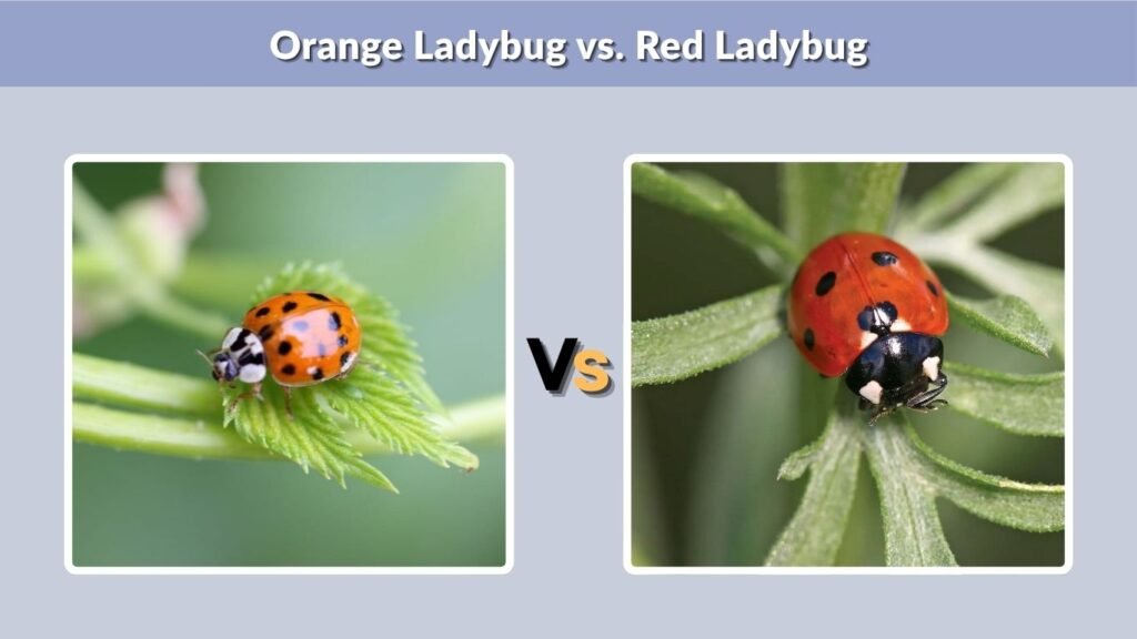 Orange Ladybug vs. Red Ladybug