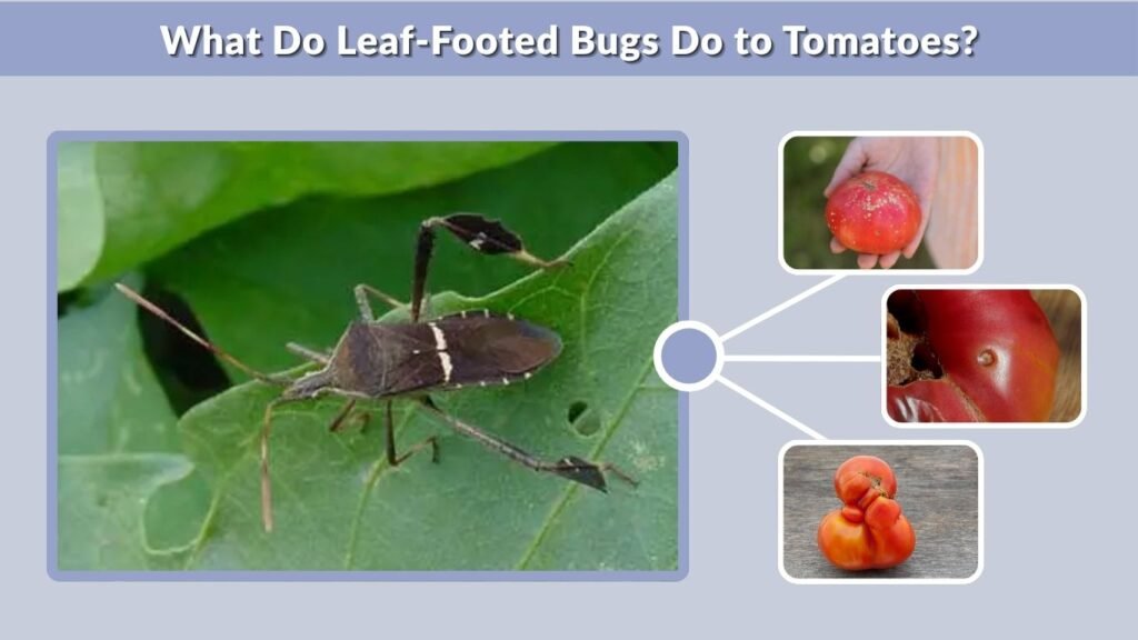 What Do Leaf-Footed Bugs Do to Tomatoes?