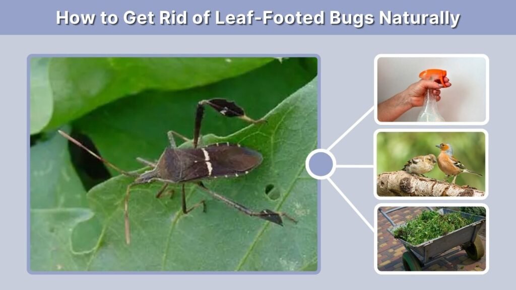 How to Get Rid of Leaf-Footed Bugs Naturally