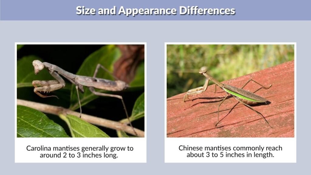Size and Appearance Differences