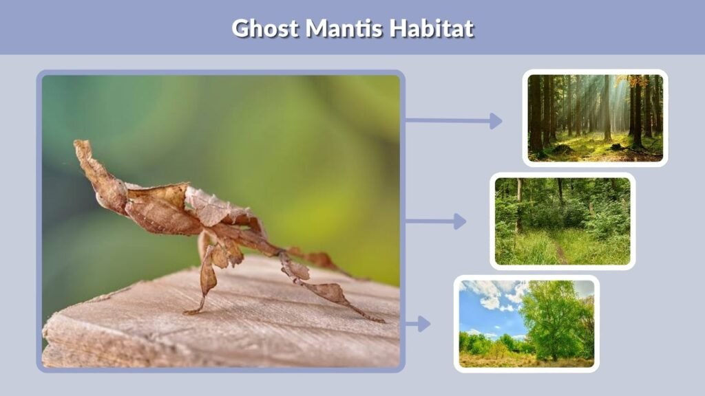 Ghost Mantis Habitat