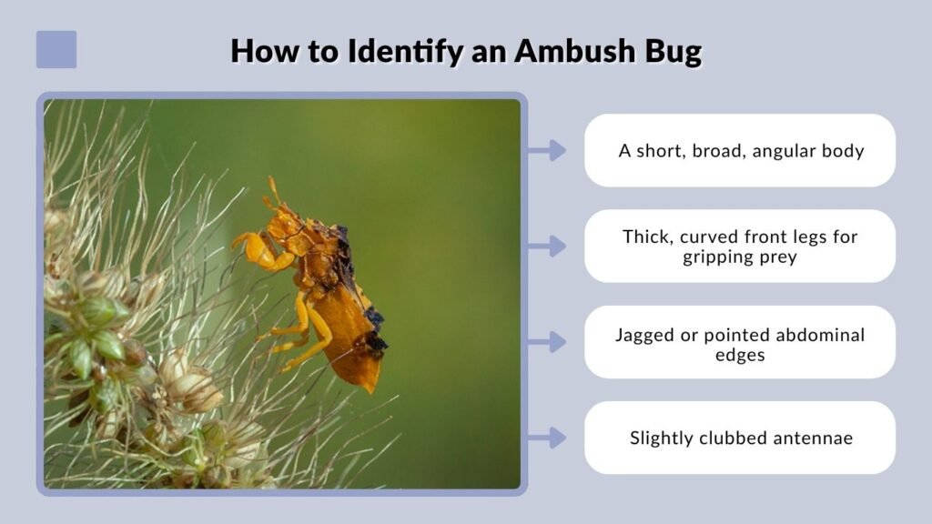How to Identify an Ambush Bug