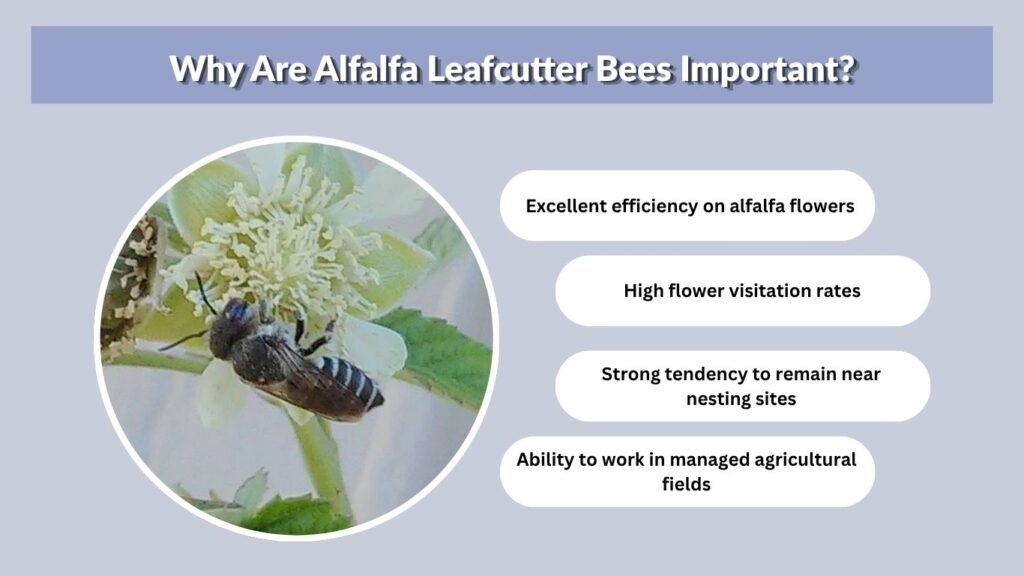 Why Are Alfalfa Leafcutter Bees Important?