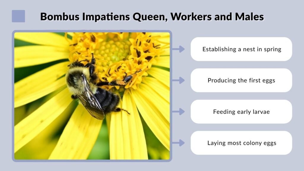 Bombus Impatiens Queen, Workers and Males