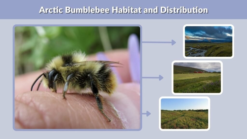 Arctic Bumblebee Habitat and Distribution
