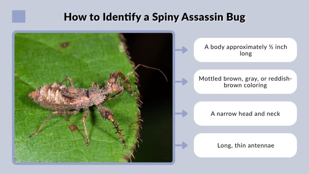 How to Identify a Spiny Assassin Bug