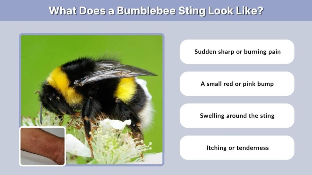 What Does a Bumblebee Sting Look Like?