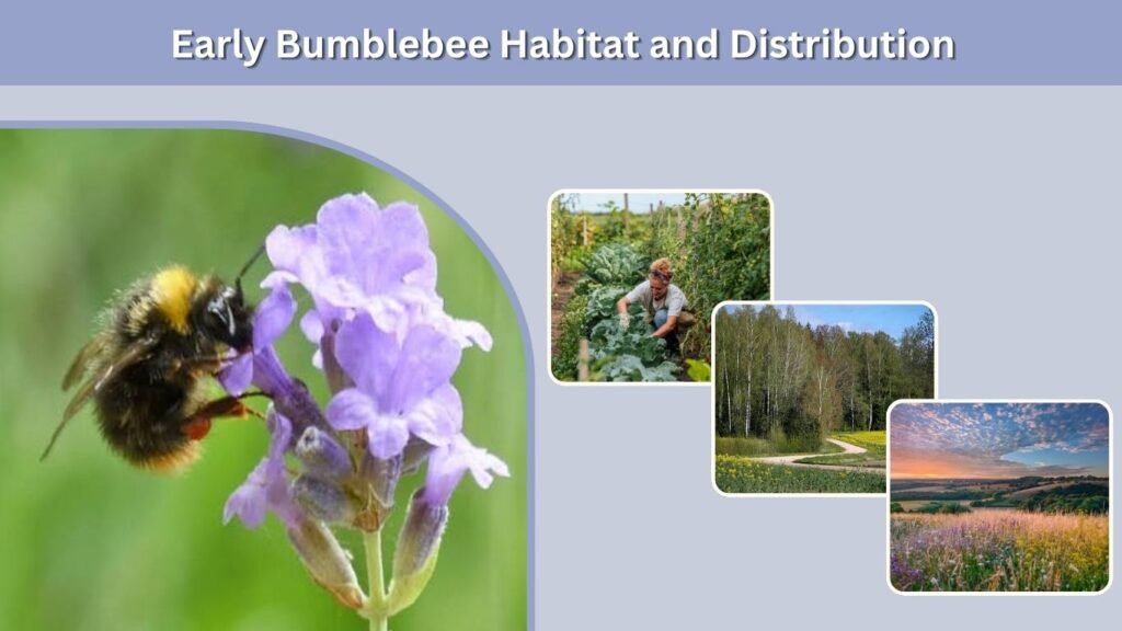 Early Bumblebee Habitat and Distribution