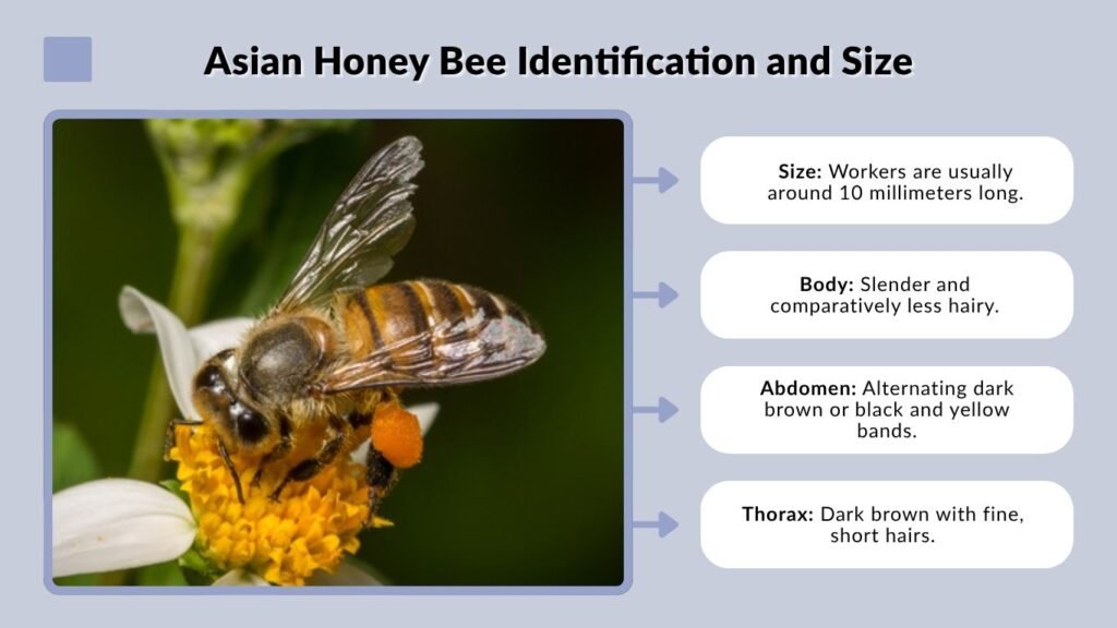Asian Honey Bee Identification and Size