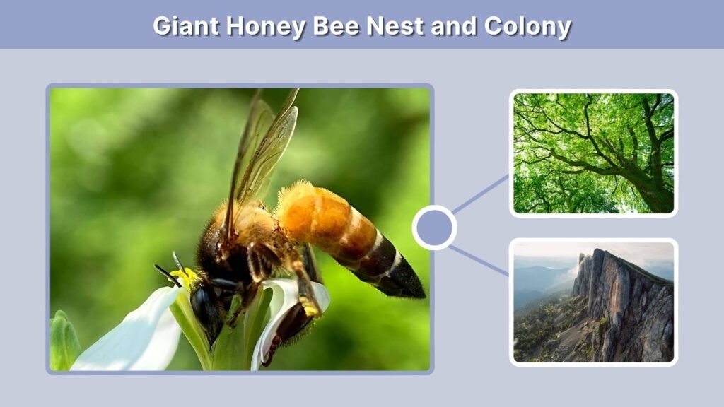 Giant Honey Bee Nest and Colony