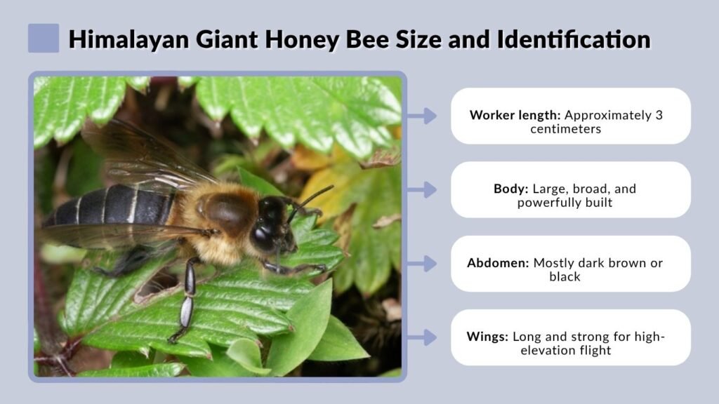 Himalayan Giant Honey Bee Size and Identification
