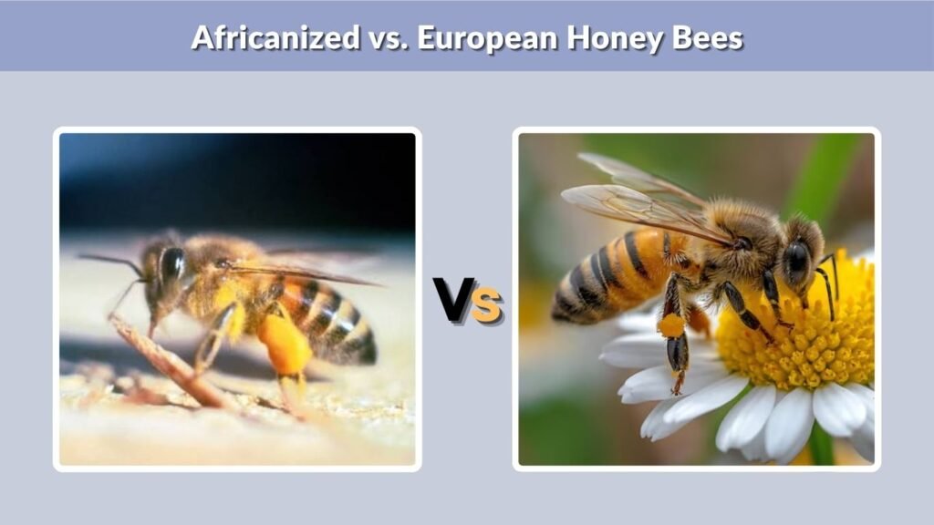 Africanized vs. European Honey Bees