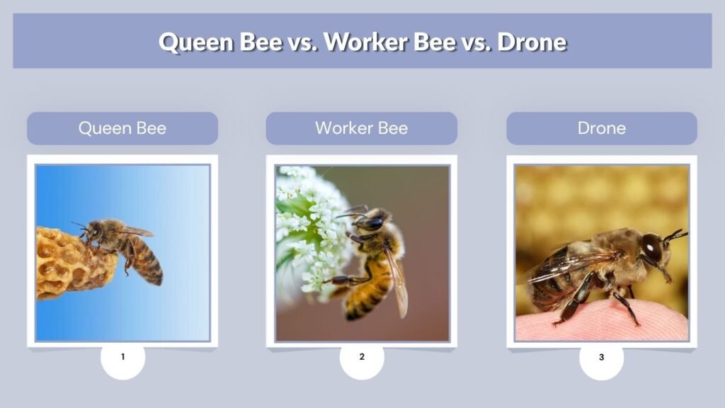 Queen Bee vs. Worker Bee vs. Drone