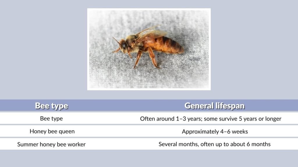 Queen Bee Lifespan Compared With Worker Bees